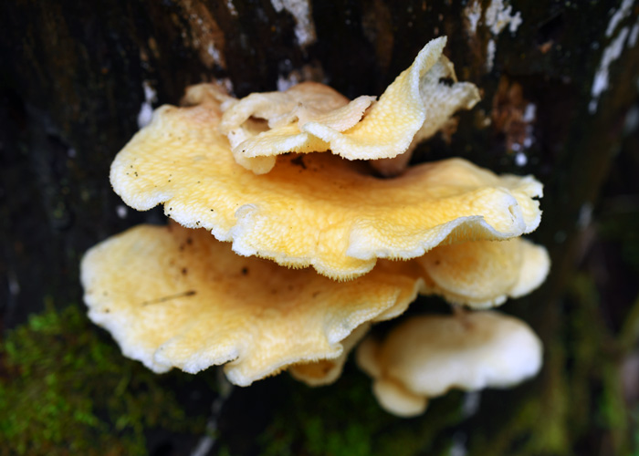 Lentinus sp.